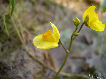 Utricularia australis.jpg